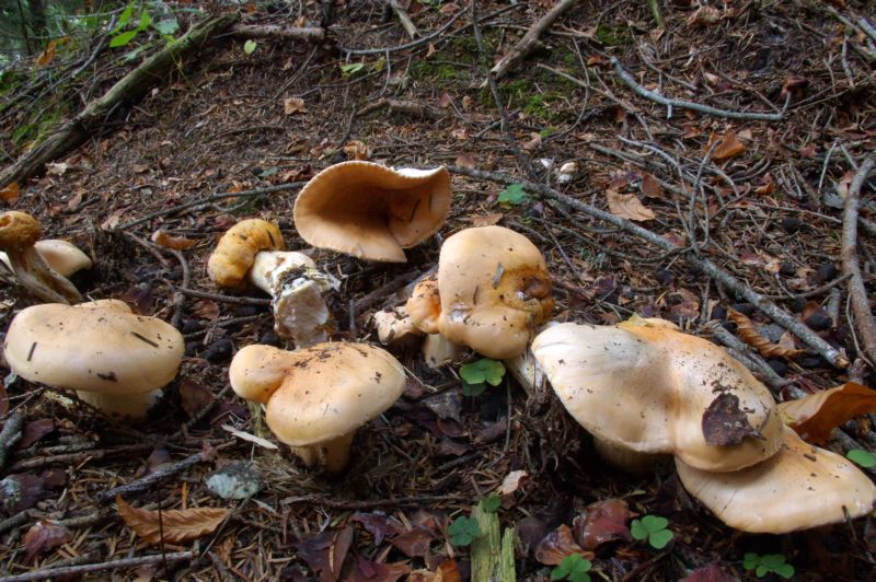 Hygrophorus pudorinus